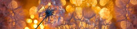 Кухонный фартук Мерцание Одуванчики золотистые 3 серебро в Ачинске - achinsk.katalogmebeli.com | фото