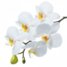 Стол обеденный Танго белый/Орхидея в Ачинске - achinsk.katalogmebeli.com | фото 3